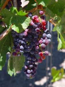 grapes