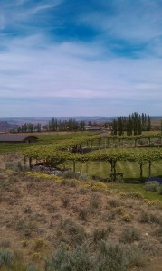 vineyard_walla1