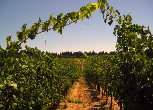 vineyard_med