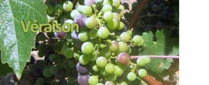 veraison_feat