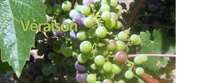 veraison_feat