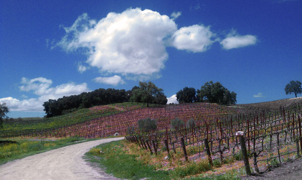 paso_sky Paso Robles Sky