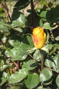 Rose from Limoux as part of the Vine Landscapes program