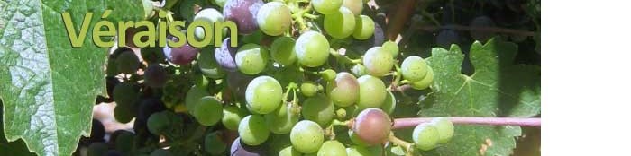 Another Wine Byte 17: But Those Grapes Look Ripe!